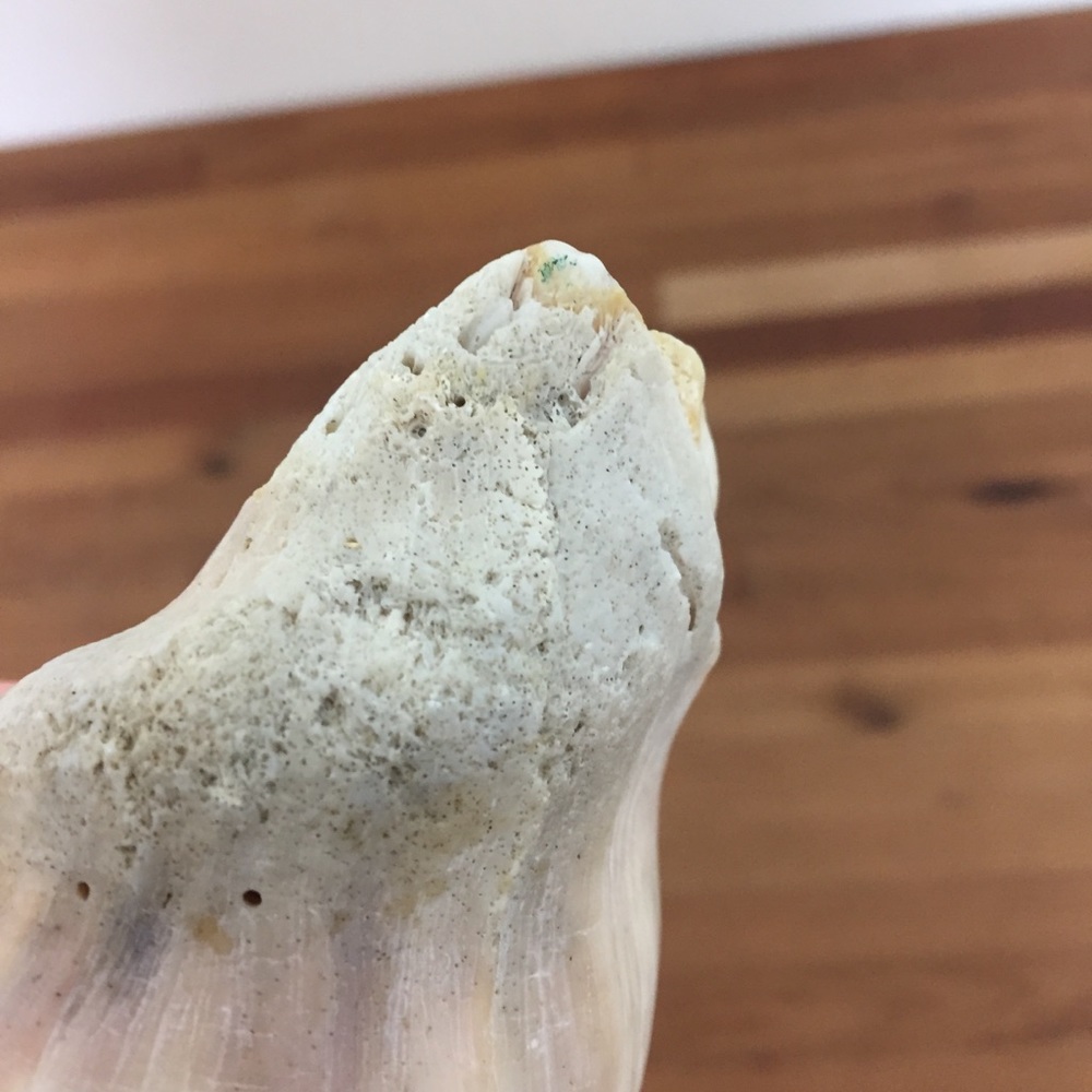 Beautiful Real Seashell - Picture 8 of 12